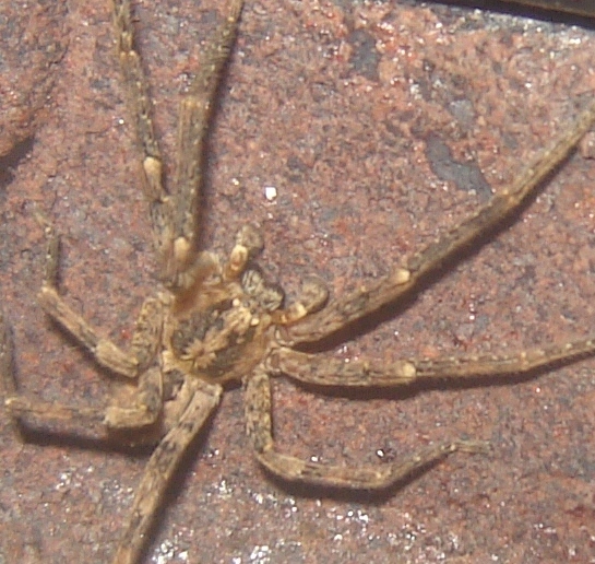 Zoropsis sp.